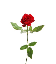 Photo of Red long stem rose on white background