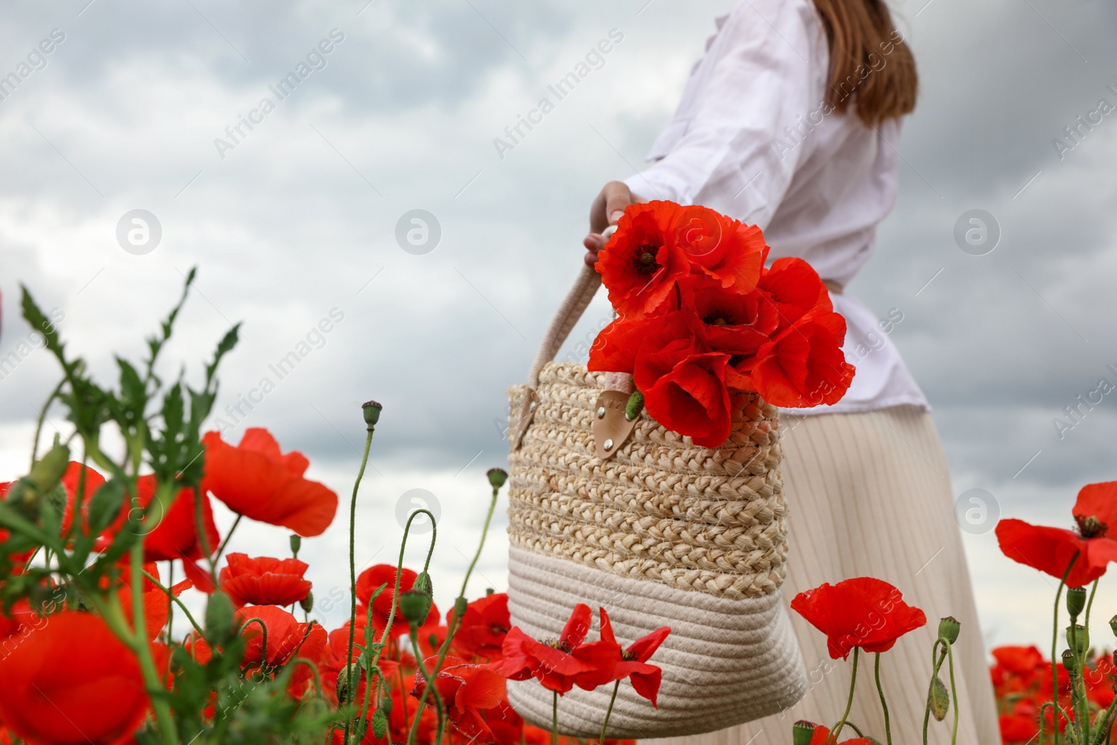 Photo of Woman holding handbag with poppy flowers in beautiful field, closeup