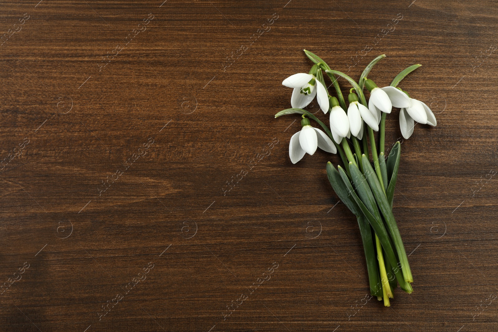 Photo of Beautiful snowdrop flowers on wooden table, flat lay. with space for text. Symbol of first spring day