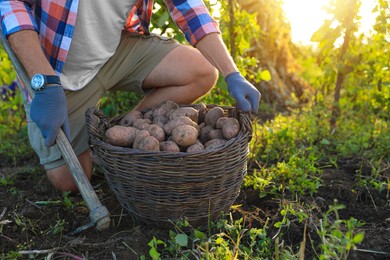 Photo of Man harvesting fresh ripe potatoes on farm, closeup