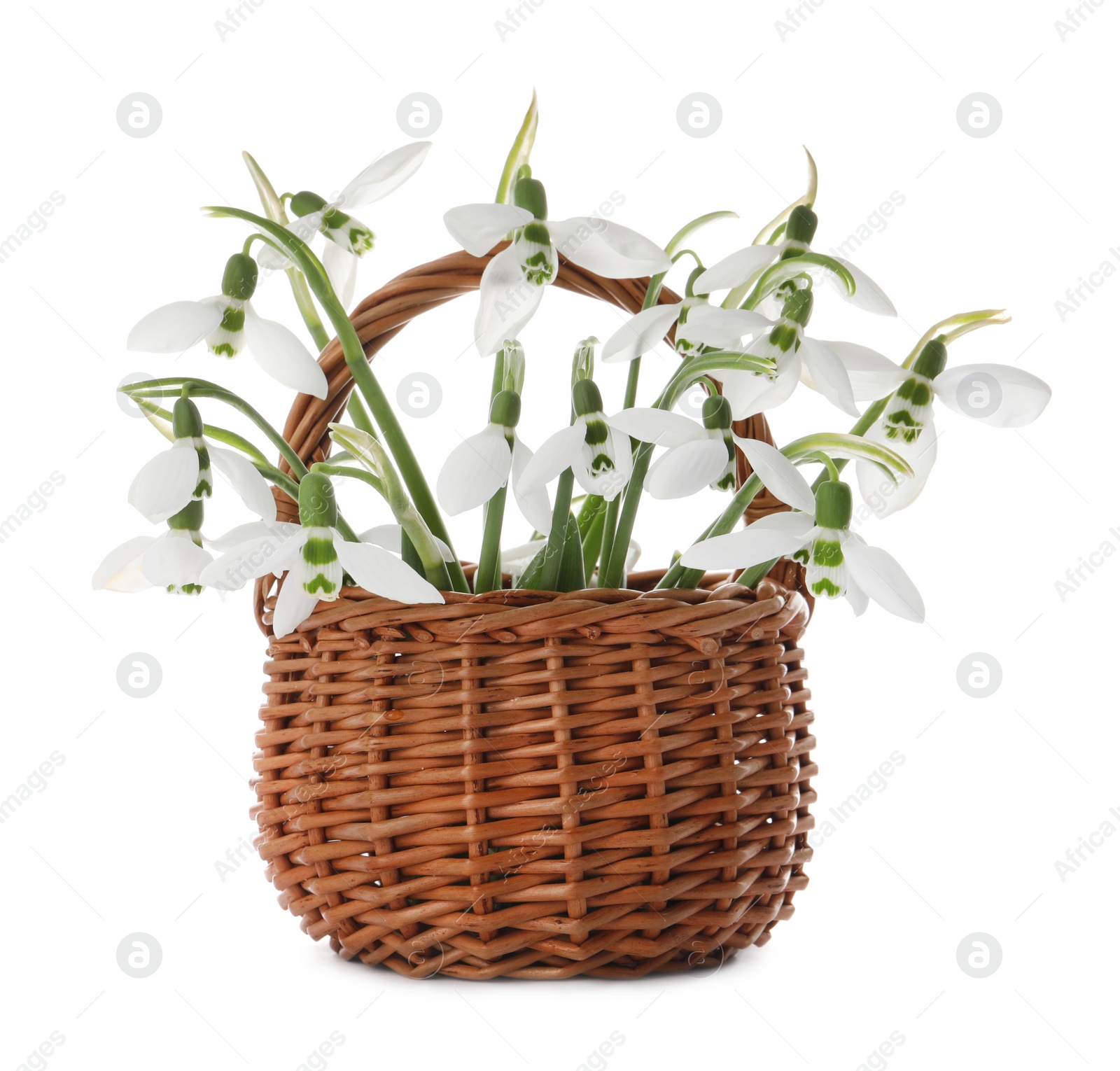 Photo of Beautiful snowdrops in wicker basket on white background