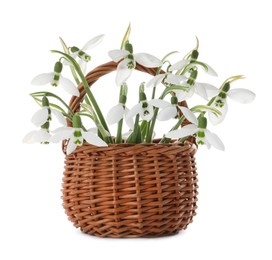 Beautiful snowdrops in wicker basket on white background