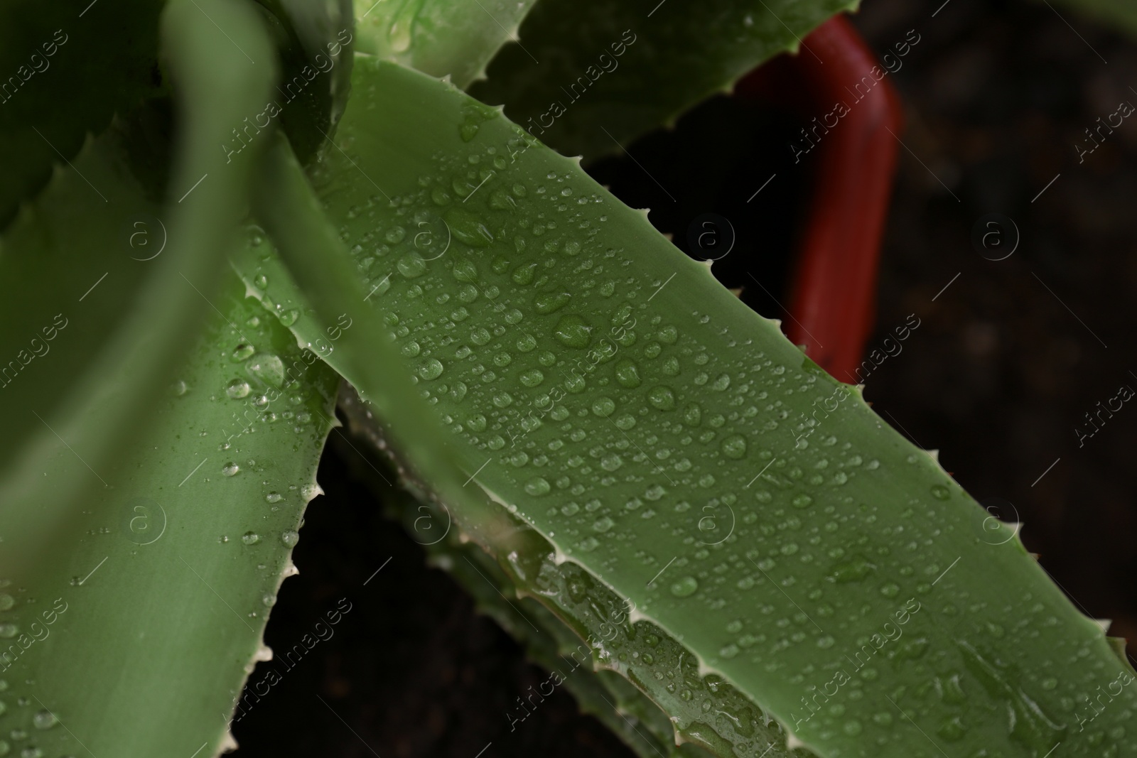 Photo of Beautiful green aloe vera plant with water drops on blurred background, closeup