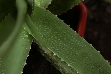 Photo of Beautiful green aloe vera plant with water drops on blurred background, closeup