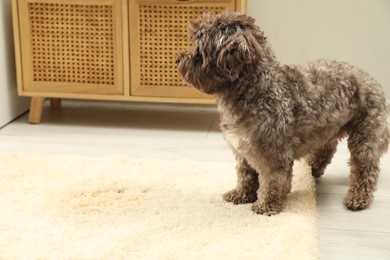 Cute dog near wet spot on beige carpet at home