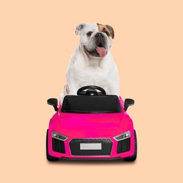 Image of Adorable English bulldog in toy car on beige background