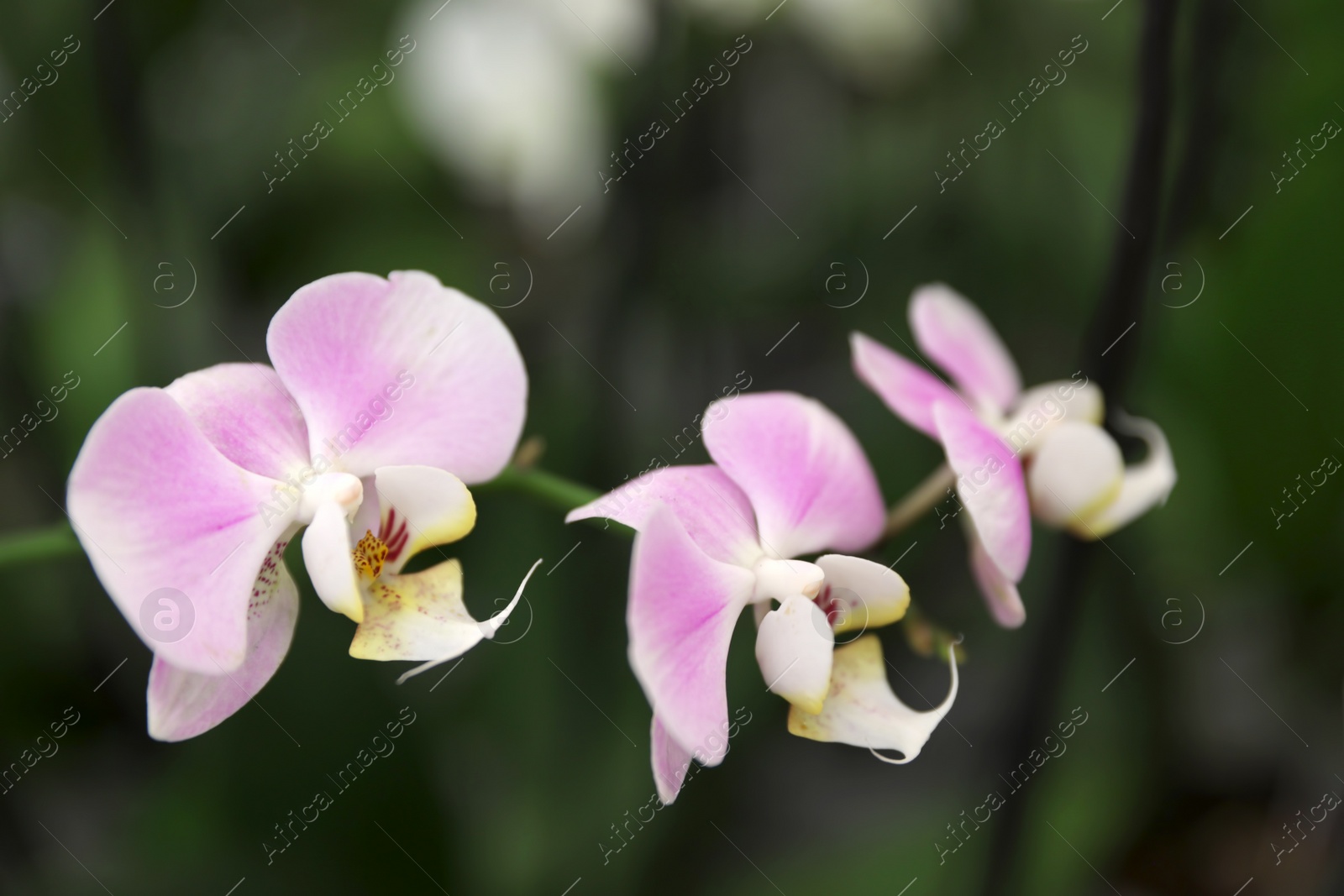 Photo of Beautiful blooming tropical orchid on blurred background, closeup