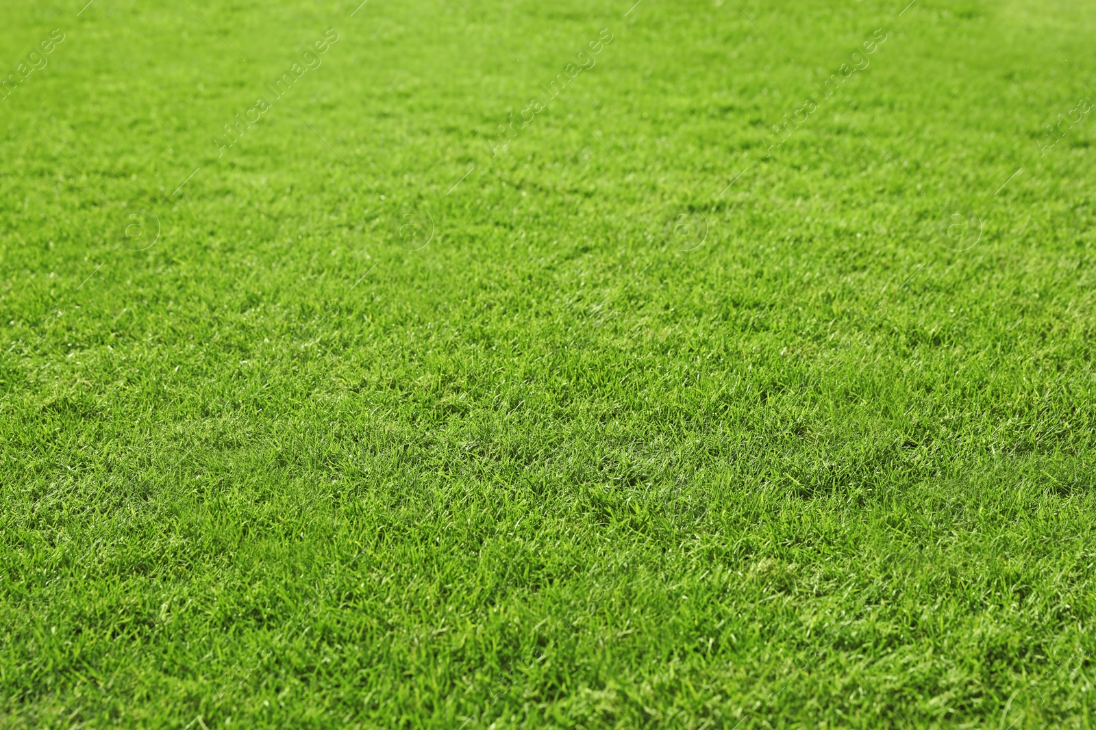 Photo of View of lush green grass as background