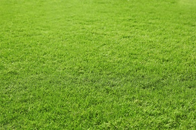 Photo of View of lush green grass as background