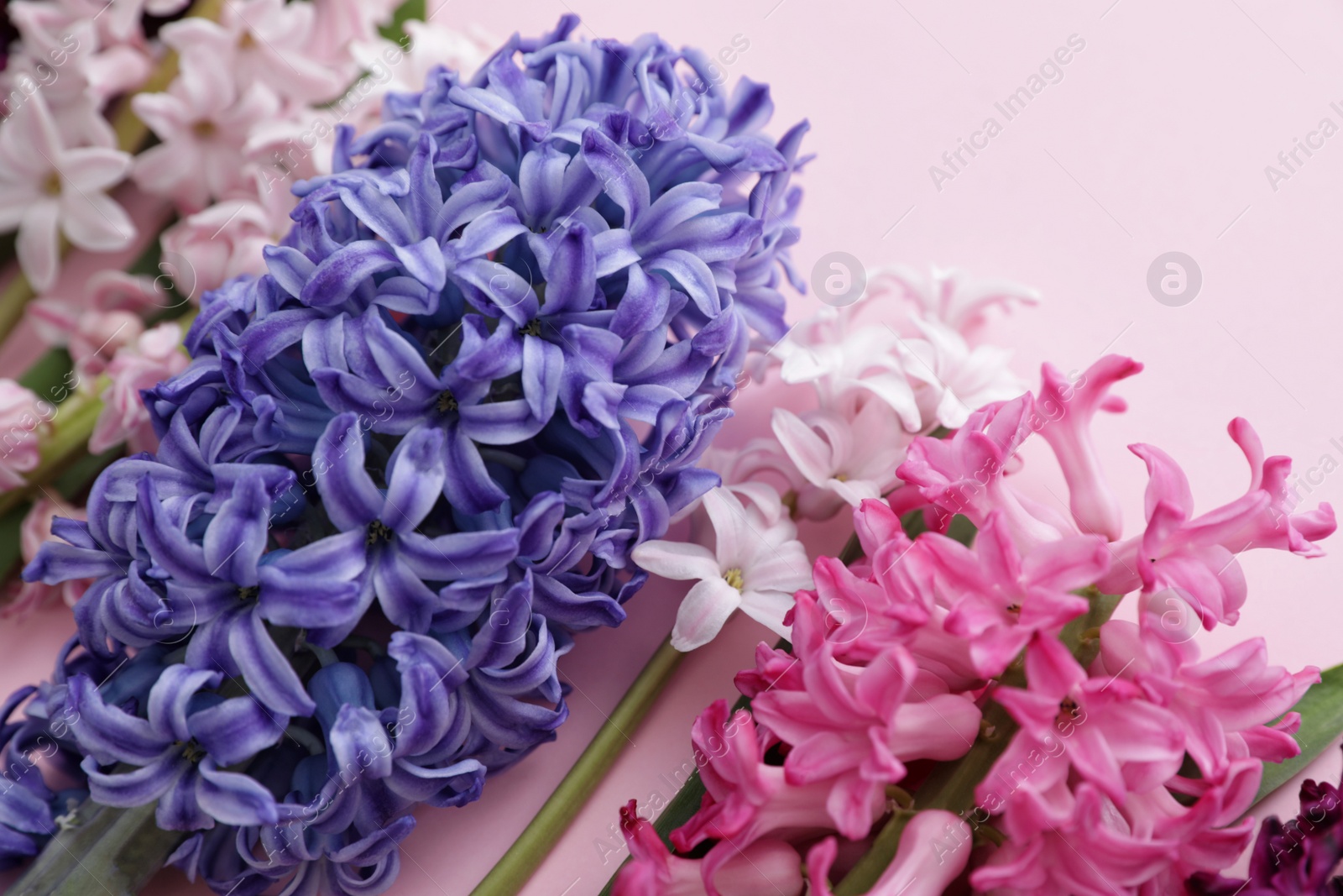 Photo of Beautiful spring hyacinth flowers on color background, closeup