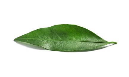 Photo of Fresh green tangerine leaf on white background