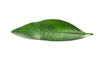 Fresh green tangerine leaf on white background