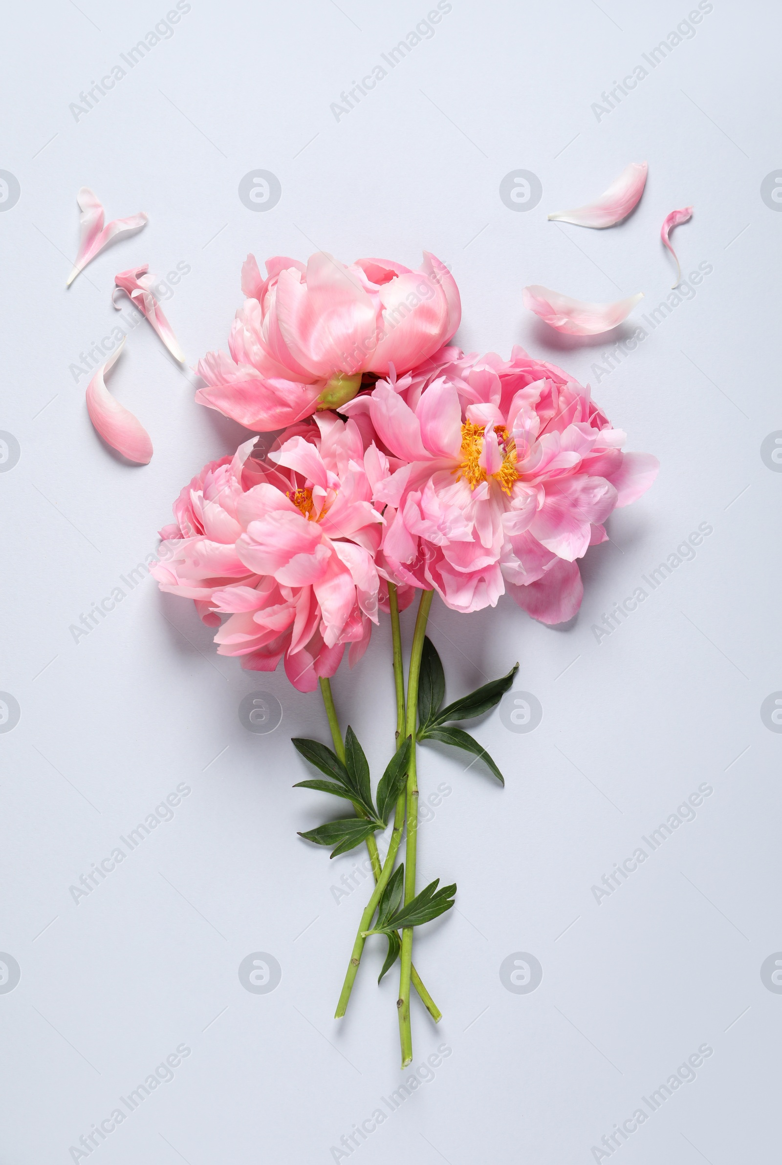 Photo of Bunch of beautiful pink peonies and petals on white background, flat lay