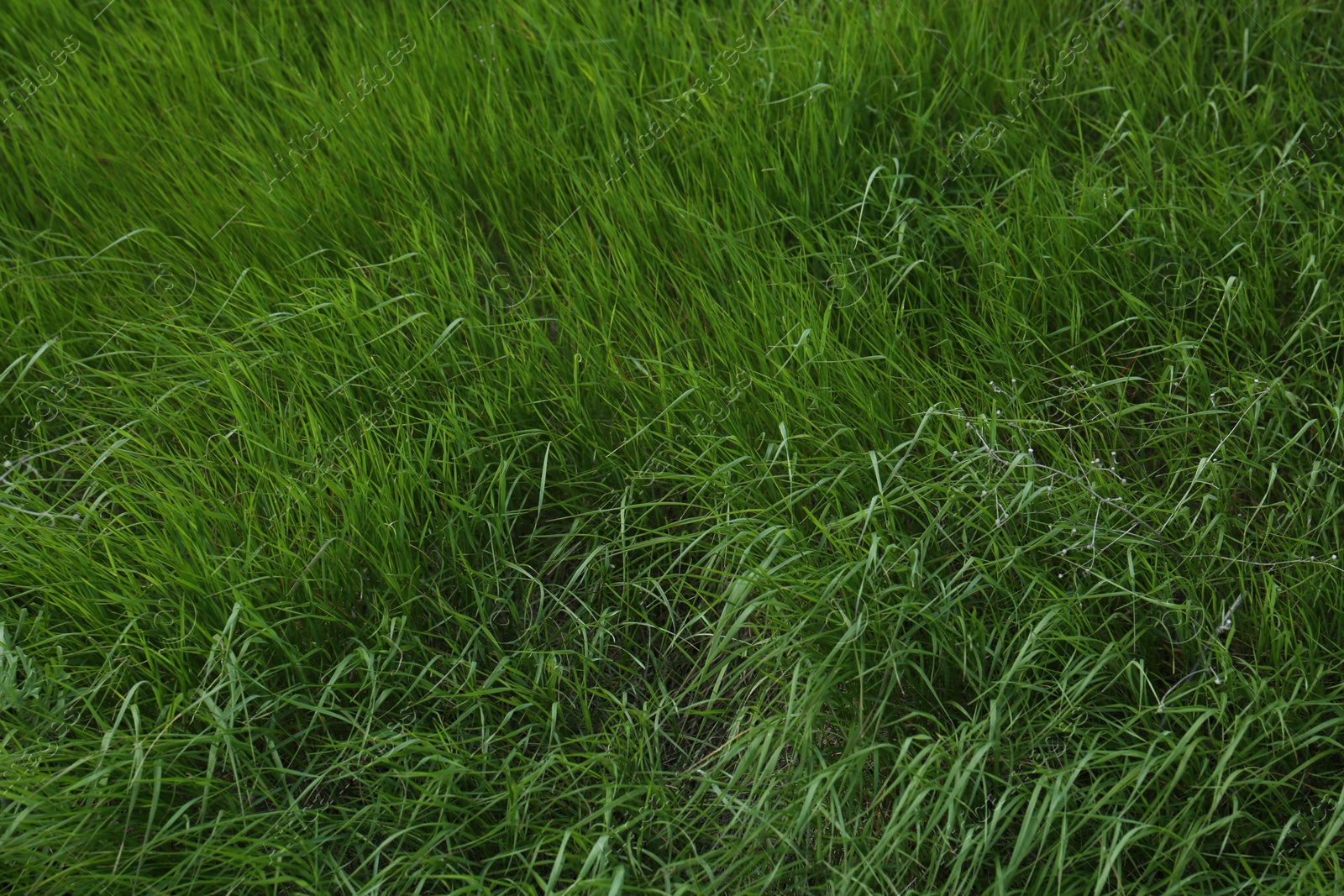 Photo of Beautiful lawn with fresh green grass outdoors