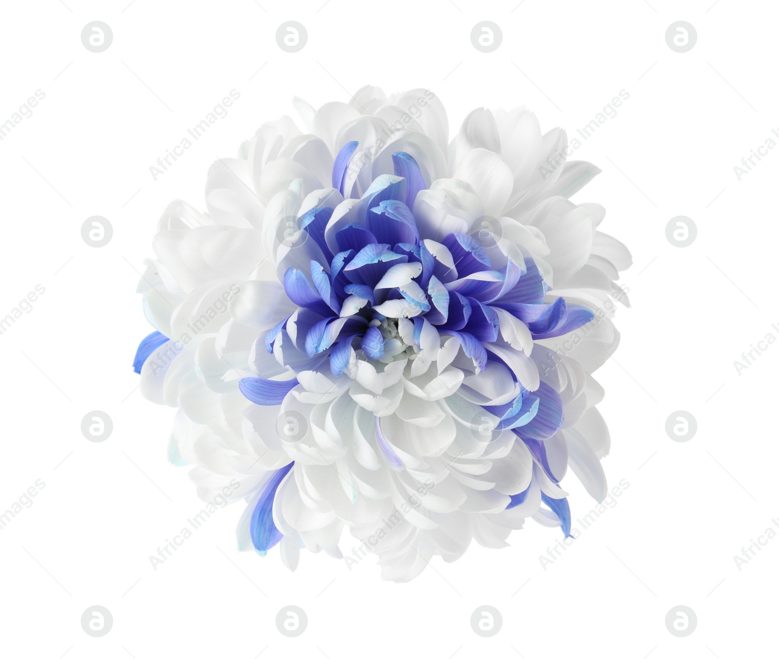 Photo of Beautiful blooming chrysanthemum flower isolated on white