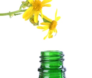 Photo of Drop falling down from flower into bottle of essential oil isolated on white