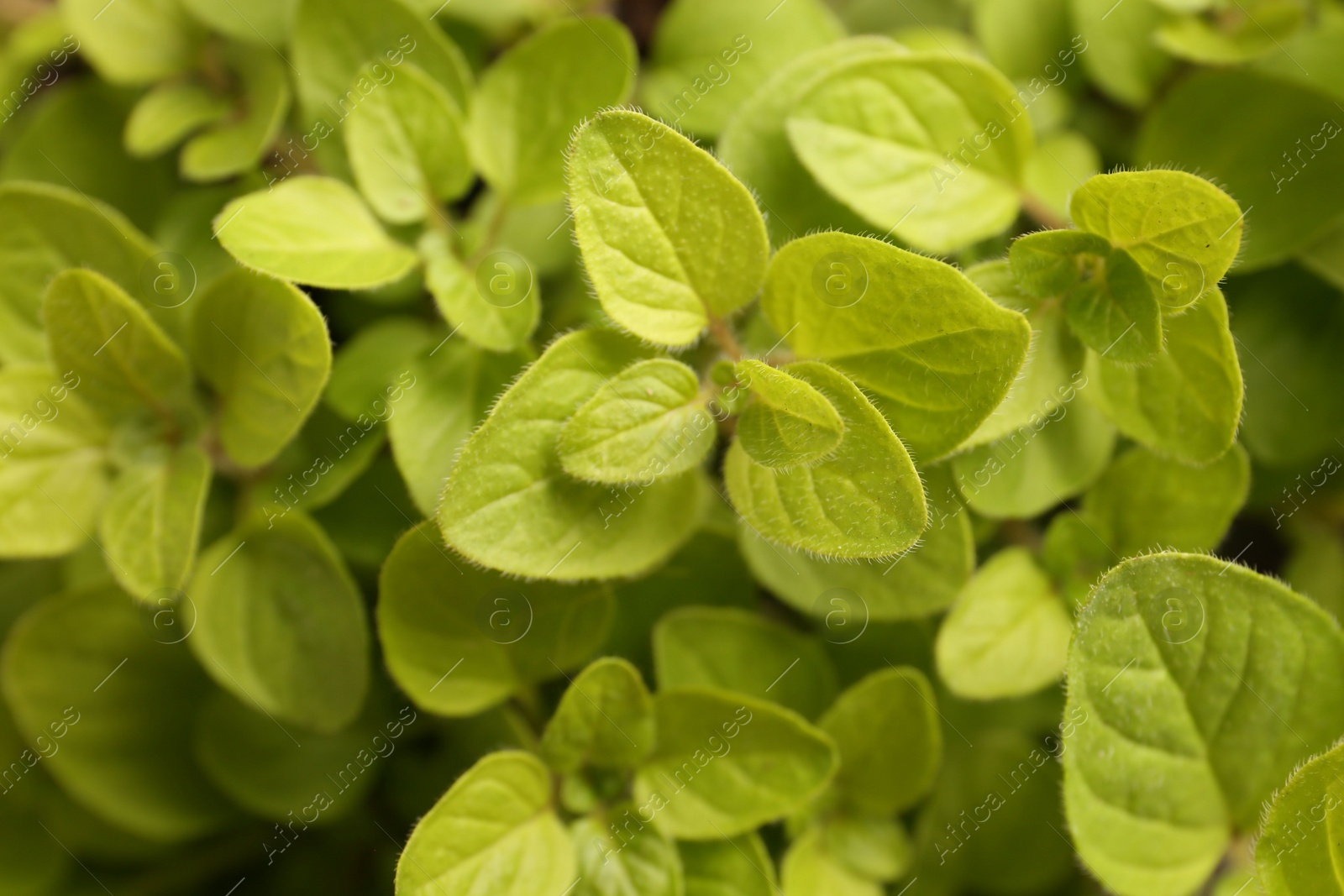 Photo of Green aromatic oregano as background, top view