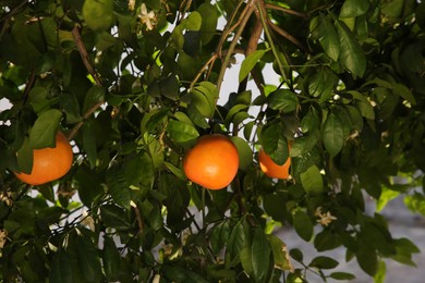 Fresh ripe grapefruits growing on tree outdoors