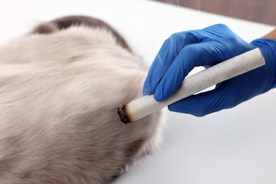 Photo of Veterinary holding moxa stick near cat at table, closeup. Animal acupuncture treatment