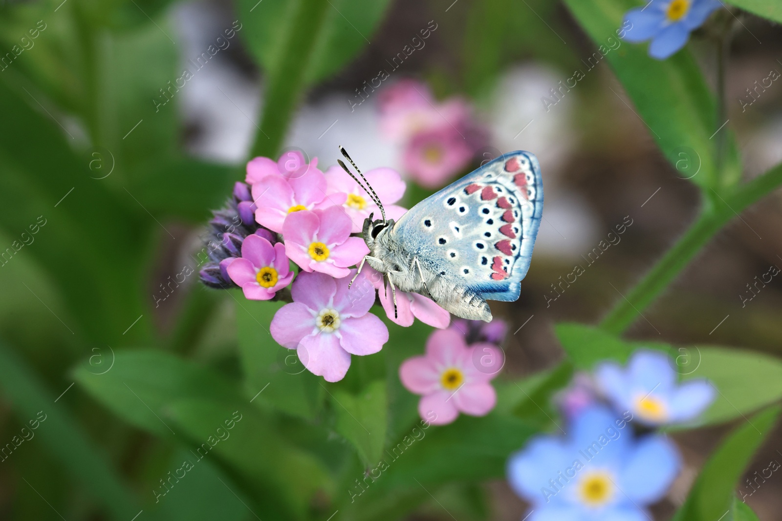 Image of Beautiful butterfly on forget-me-not flower in garden, closeup