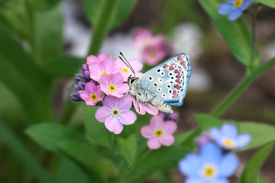 Beautiful butterfly on forget-me-not flower in garden, closeup