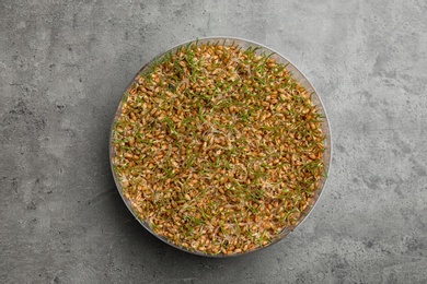 Photo of Wheat grass in sprouter on color background, top view