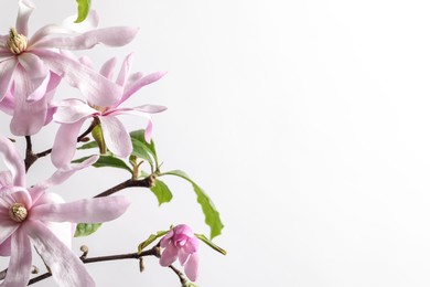 Magnolia tree branches with beautiful flowers on white background