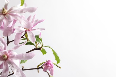 Photo of Magnolia tree branches with beautiful flowers on white background