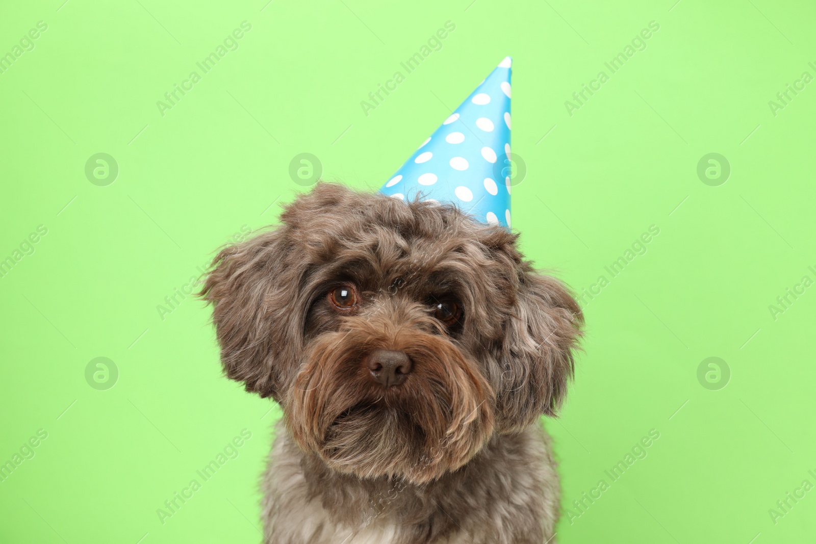 Photo of Cute Maltipoo dog wearing party hat on green background. Lovely pet