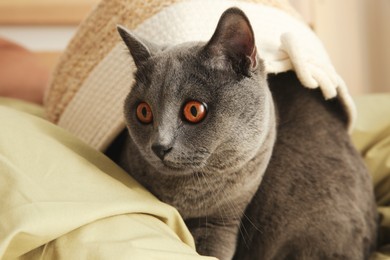 Adorable grey British Shorthair cat on bed, closeup