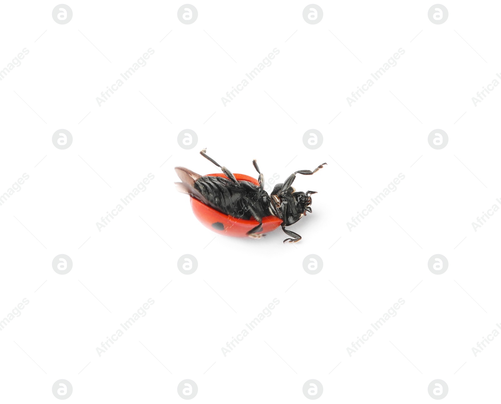 Photo of One overturned red ladybug isolated on white