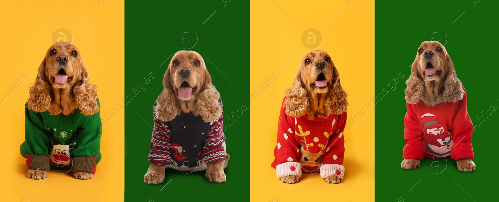 Image of Cute dogs in Christmas sweaters on color backgrounds. Banner design 