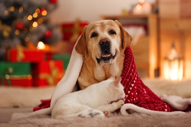 Photo of Adorable dog and cat together under blanket at room decorated for Christmas. Cute pets