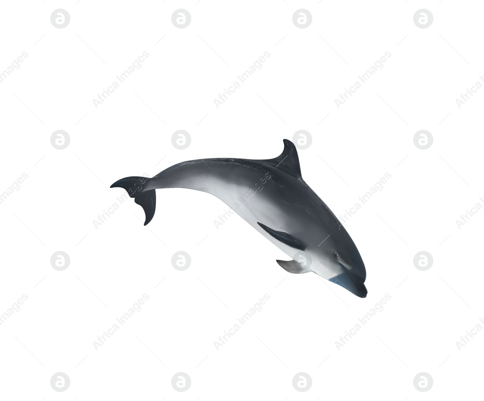 Image of Beautiful grey bottlenose dolphin on white background