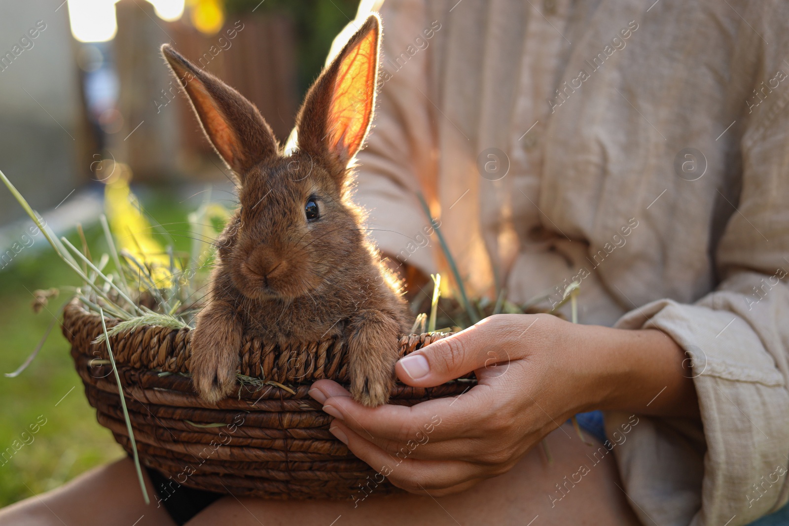 Photo of Woman with cute rabbit outdoors on sunny day, closeup