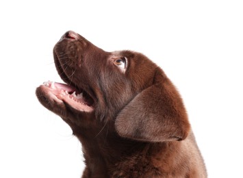 Photo of Cute chocolate Labrador Retriever puppy on white background
