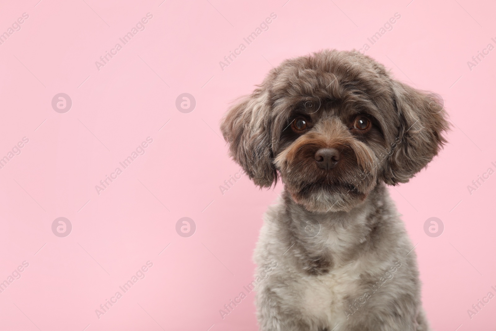 Photo of Cute Maltipoo dog on pink background, space for text. Lovely pet