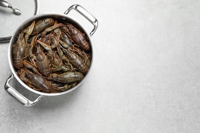 Fresh raw crayfishes in pot on grey table, top view. Space for text