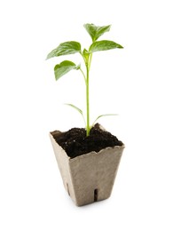 Photo of Green pepper seedling in peat pot isolated on white