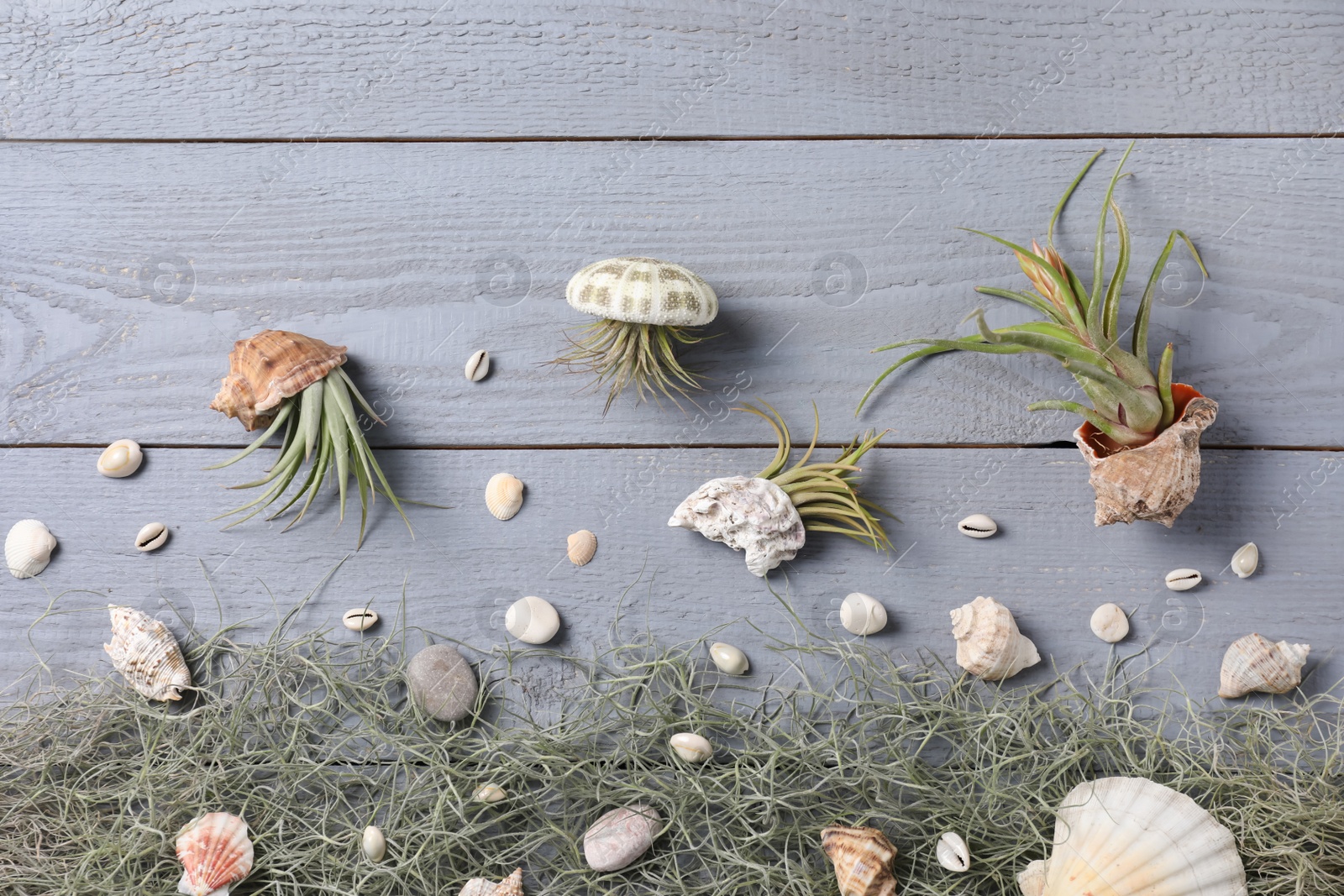 Photo of Beautiful tillandsia plants and seashells on light grey wooden table, flat lay. House decor