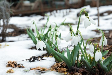 Photo of Beautiful blooming snowdrops growing outdoors. Spring flowers