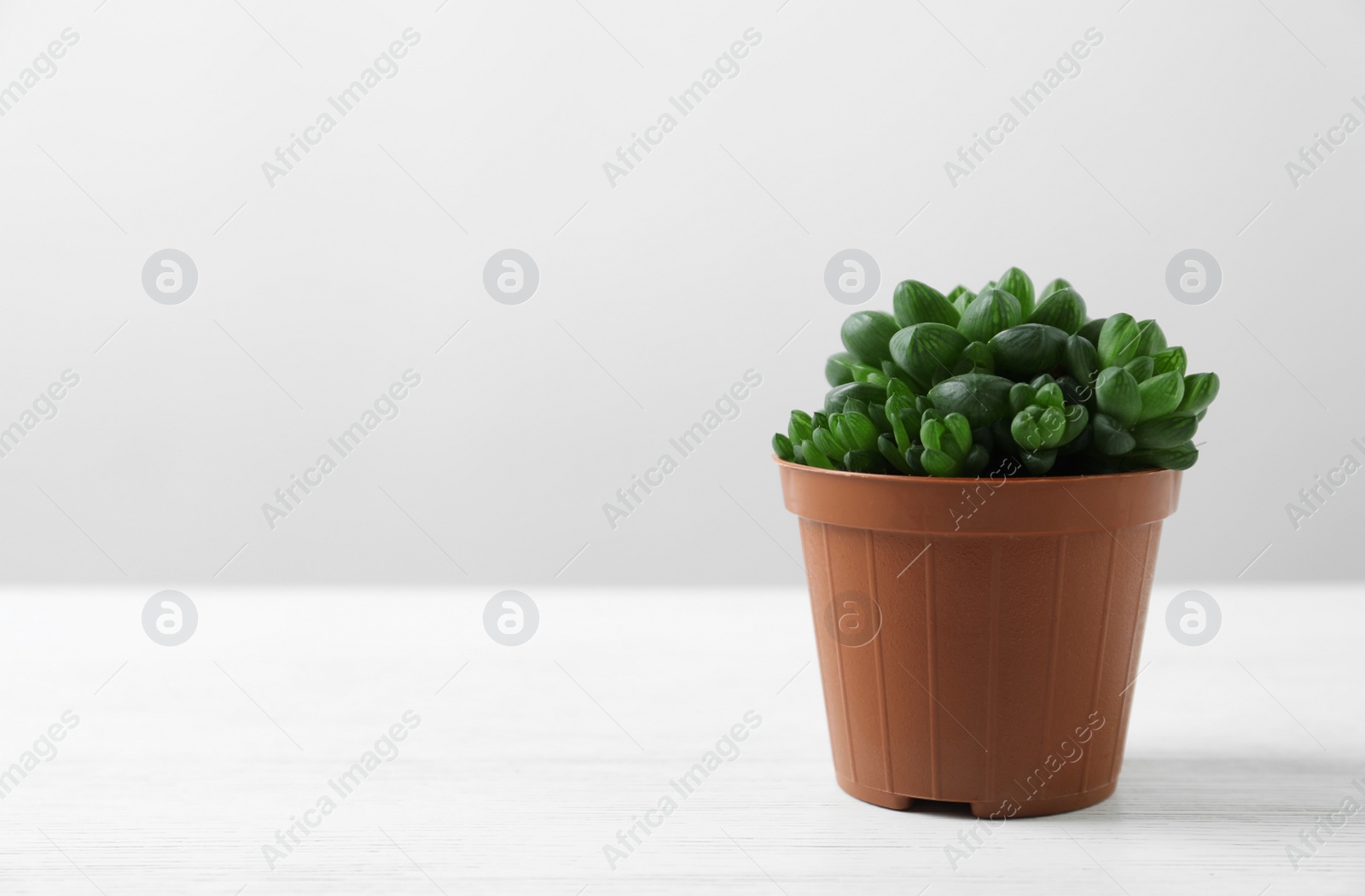 Photo of Beautiful succulent plant in pot on white table against light background, space for text. Home decor