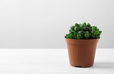 Beautiful succulent plant in pot on white table against light background, space for text. Home decor