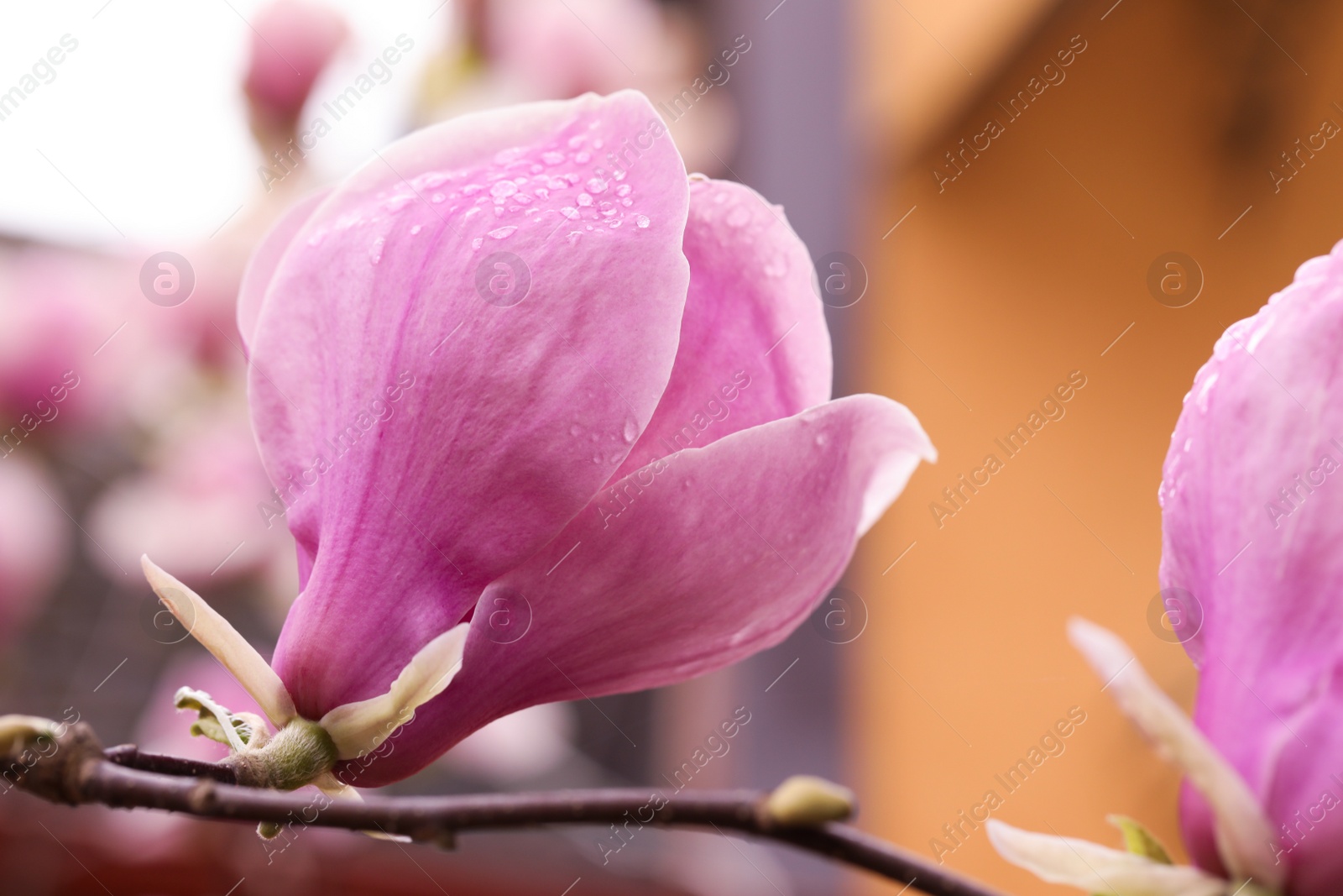 Photo of Beautiful magnolia tree with pink blossom outdoors, closeup. Spring season