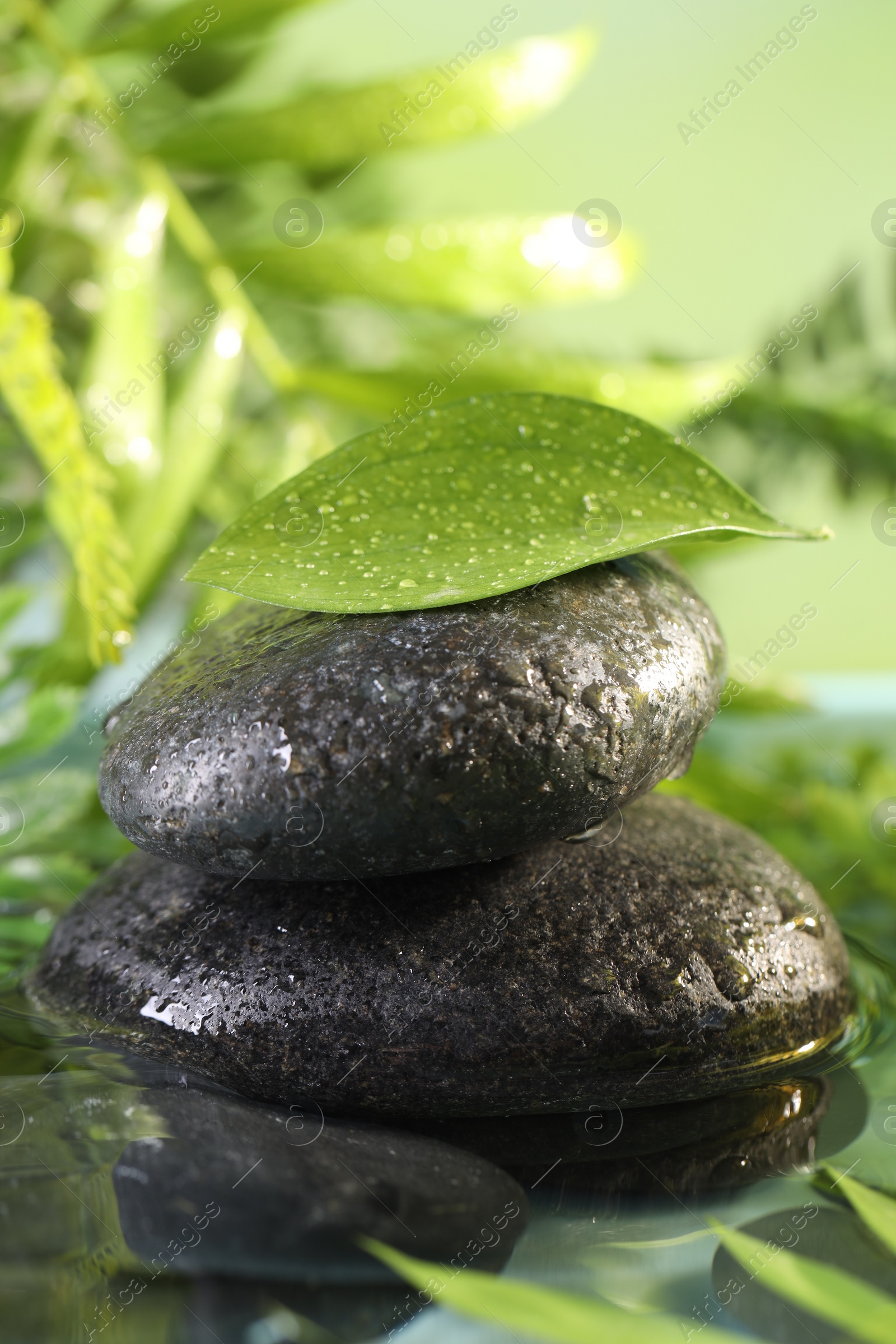 Photo of Wet spa stones and green leaf in water on blurred background