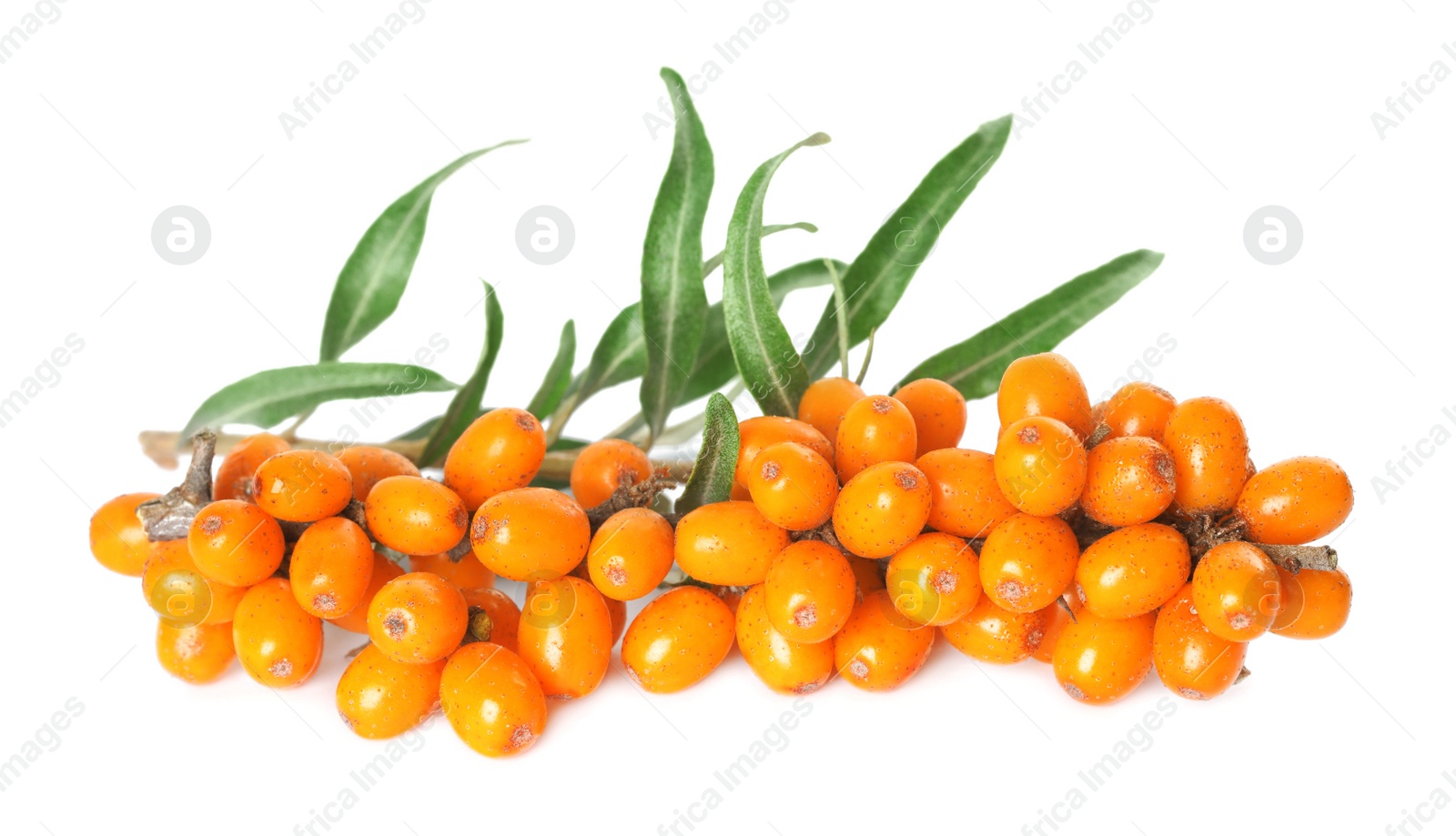 Photo of Sea buckthorn branch with ripe berries and leaves on white background