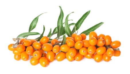 Photo of Sea buckthorn branch with ripe berries and leaves on white background