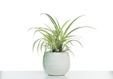 Photo of Beautiful Chlorophytum plant in pot isolated on white. House decor