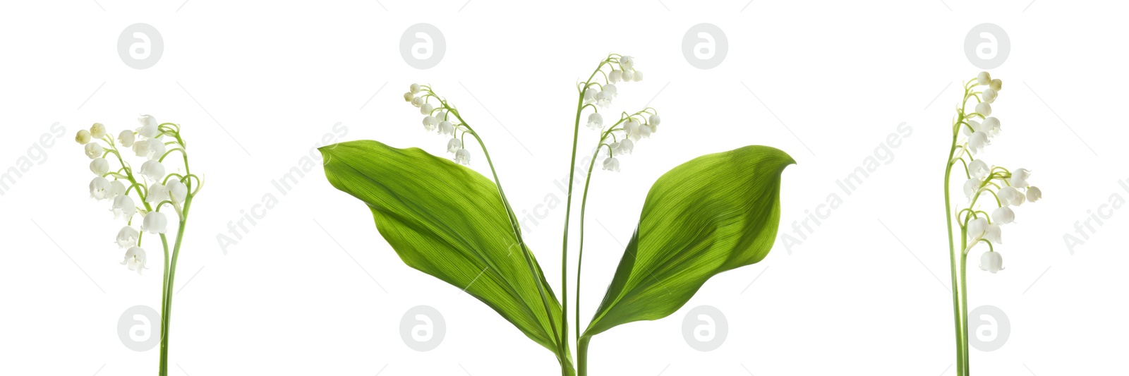 Image of Collage with beautiful lilies of the valley on white background. Banner design