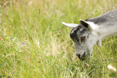 Cute grey goatling grazing in green field, closeup. Animal husbandry